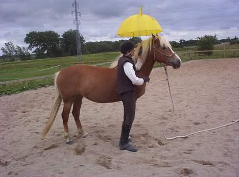 Haflinger Alexandra - vi "leger" med paraply igen. billede 8