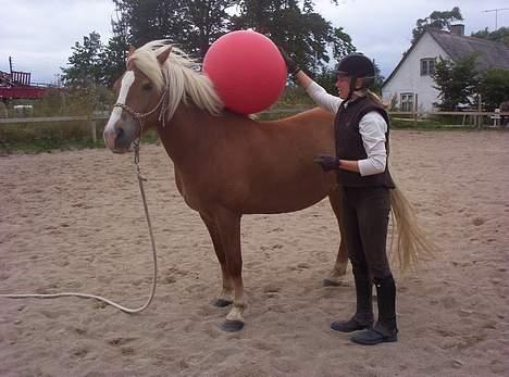 Haflinger Alexandra - Alexandra og jeg "leger" med bold. Hun er ikke helt glad for den. billede 9