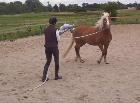 Haflinger Alexandra - Her "leger" vi med en "pisk" med dåser og plastikposer. billede 10