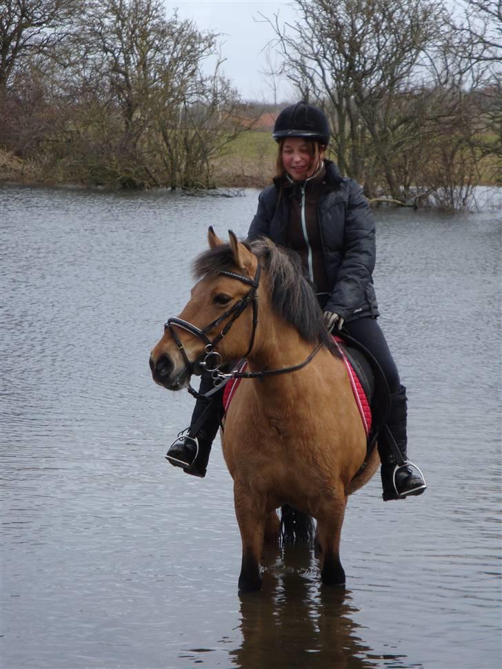 Anden særlig race Frydenhøjs Freja - Freja i søen 28 marts 2010 billede 13