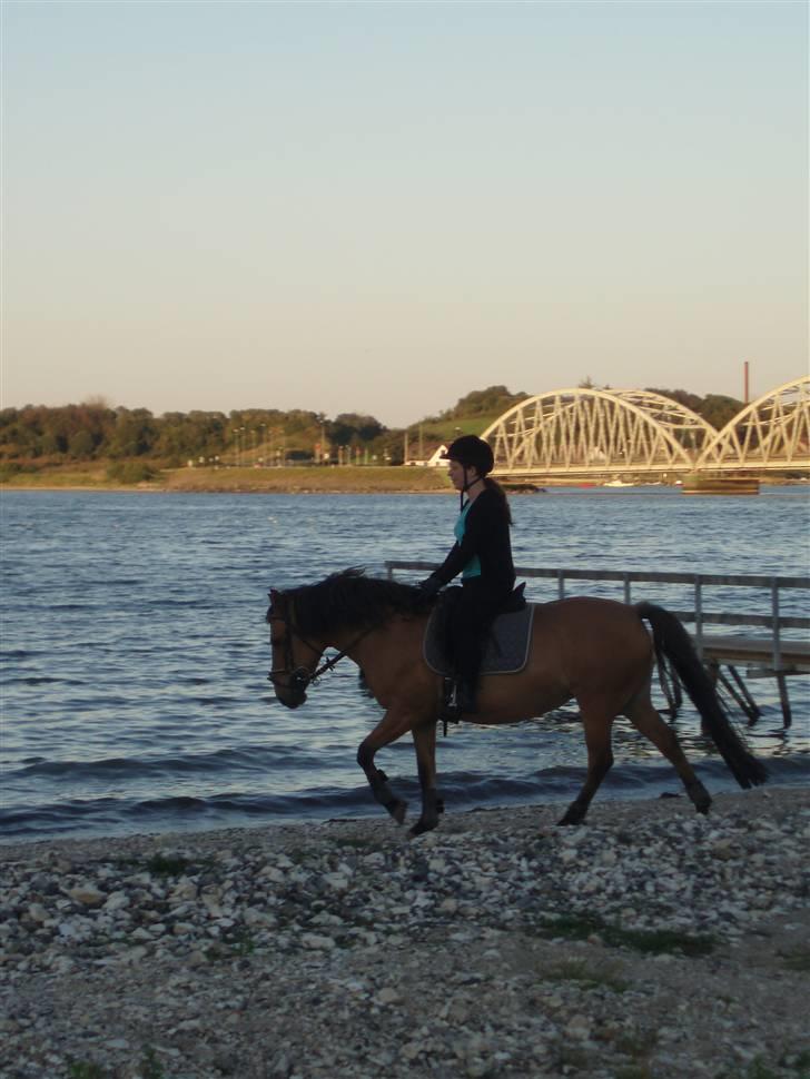 Anden særlig race Frydenhøjs Freja - Freja ved vandet i sommers 2008 billede 14