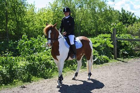 Pinto Mikki - parade til Vantinge stævne billede 9