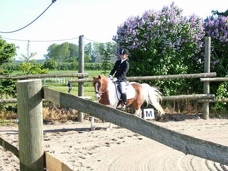 Pinto Mikki - Vantinge lc 2 (: billede 10