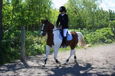 Pinto Mikki - Traver, opvarmning i spring  vantinge :) billede 11