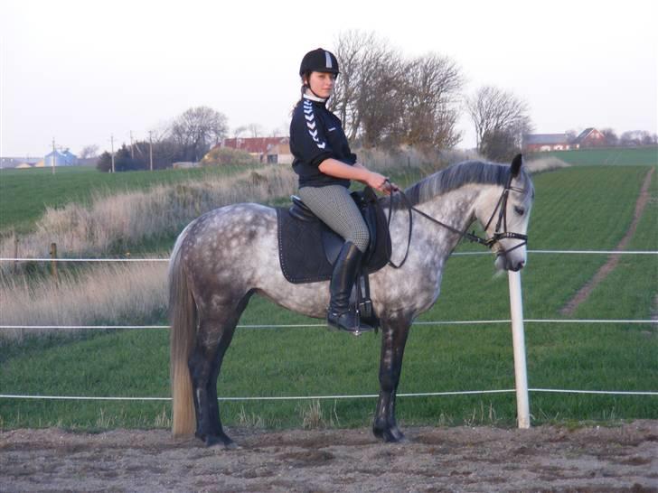 DSP Svanfolks Emma  - Dressurarbejde, april 2009 billede 8