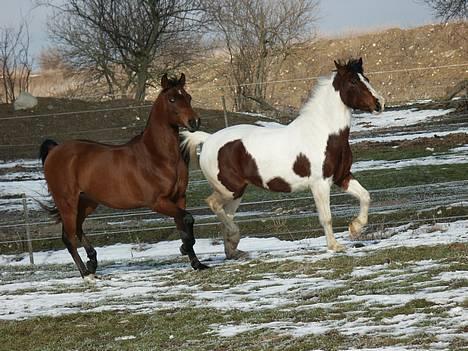 Pinto Kiara  - de 2 smukkeste ponyer!  billede 3