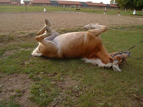 Haflinger Ines (Tidl. pony) - Ines tager en rulletur helt uventet.. Hun skulle bare stå og æde græs. billede 13