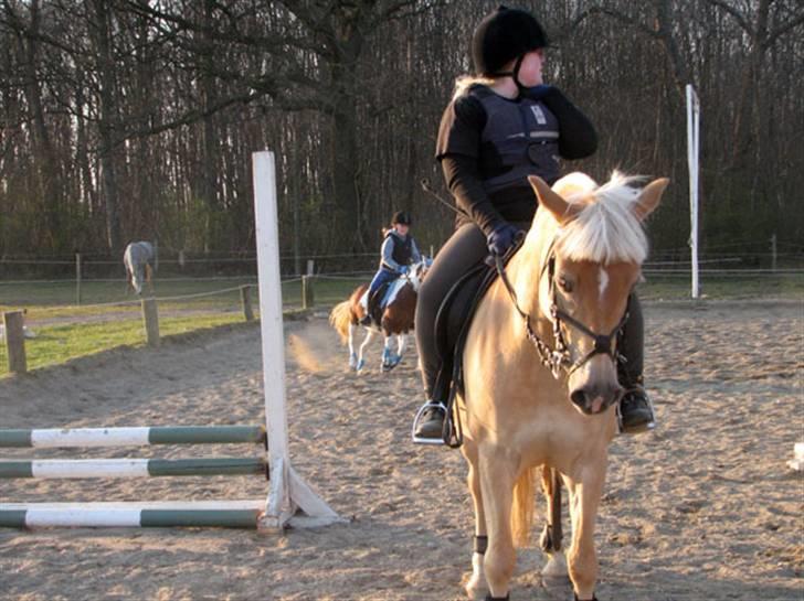 Haflinger Ines (Tidl. pony) - Kan vi komme videre... billede 14