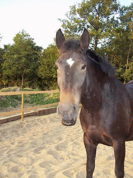 Oldenborg Tonga(Solgt) - *7*   Her kan man rigtig se hvordan hun slapper af i underlæben ;) billede 7