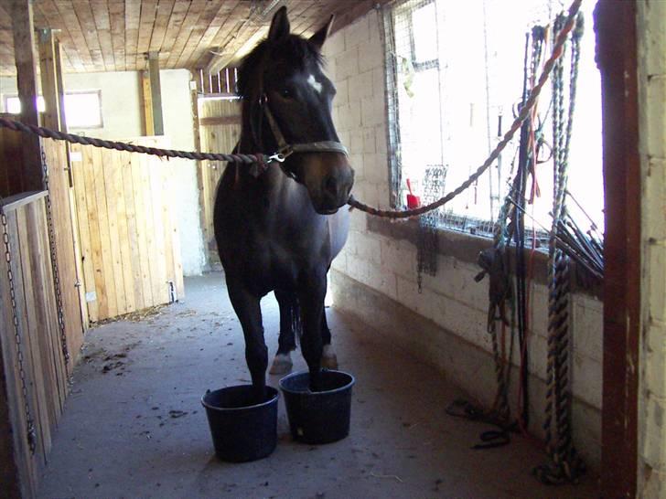 Oldenborg Tonga(Solgt) - *17*  Er det en form for nye sko mor? billede 17