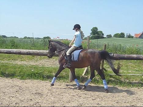 Anden særlig race Dark Beauty - Frederikke og Beauty træner dressur.  Hun er bare dejlig hende Beauty <3 (Beklager kvaliteten). billede 7