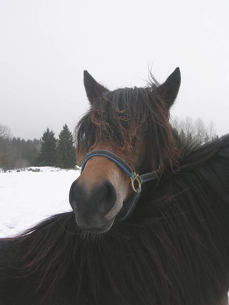Koldblodstraver Finnbo Ussa - Ussa! <3 billede 19