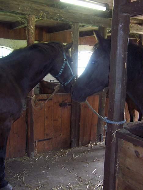 New Forest Roløkke Himalaya SOLGT - Headley (tv.) og Mayfield billede 10