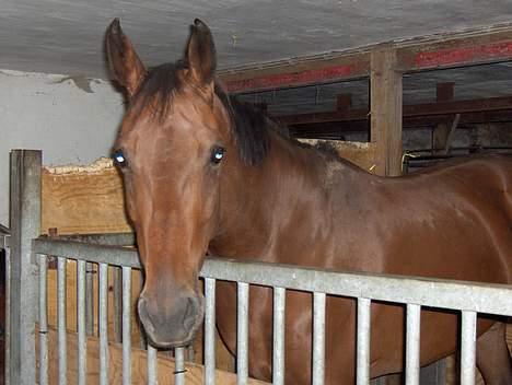 Dansk Varmblod Højvangs Lumina *RIP* - August 2005 Lumsen i sin boks billede 3