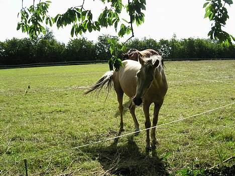 Anden særlig race Goldie - Goldie har fundet sin plads i solen ;) billede 5