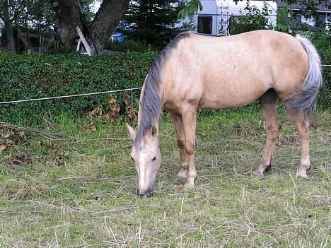 Anden særlig race Goldie billede 6