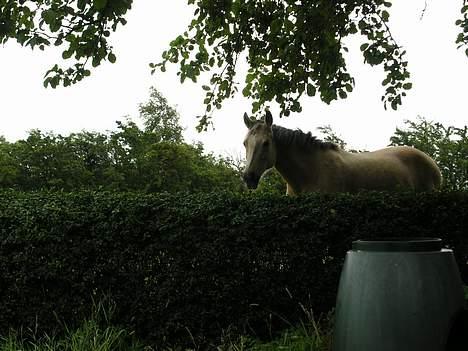 Anden særlig race Goldie - Hey moar  billede 7