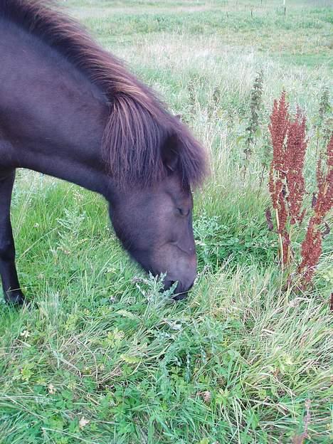 Islænder Katla - Katla æder græs på folden. billede 1