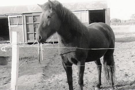 Islænder Katla - Katla står og venter på mad.. billede 2