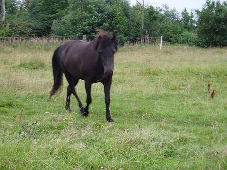 Islænder Katla - Katla skal lige hen og se om jeg har brød med.. heh. ! billede 3