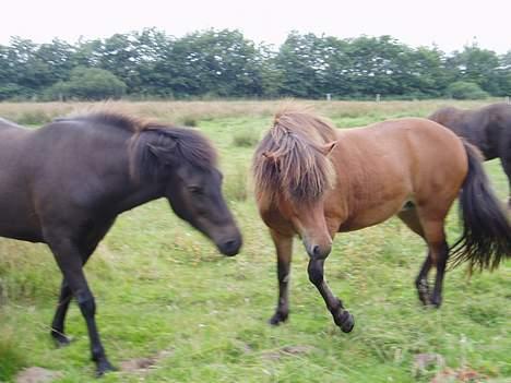 Islænder Katla - Kan du ga væk Vepja.. Det her er min græsplet.. billede 4