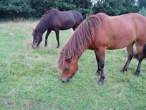 Islænder Katla - Katla og Vepja.. Kanont godt billede.! billede 5