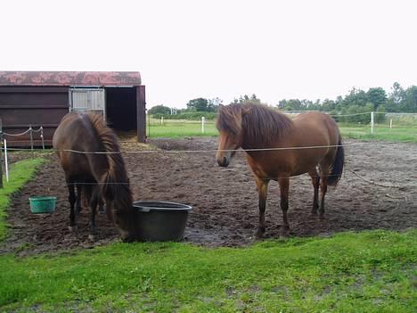 Islænder Katla - Katla og Vepja, står og venter på mad..<3 billede 6