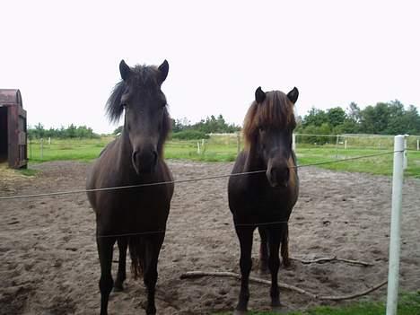 Islænder Katla - Katla og Faxi.. En af hendes bedste venner..<3<3<3 billede 7