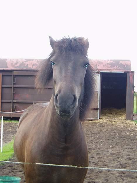 Islænder Katla - Er man lidt sur idag.. :( billede 8
