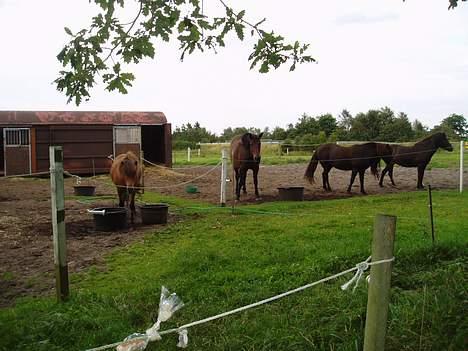 Islænder Katla - Vepja, Joe, Faxi og Katla til sidst.. billede 9