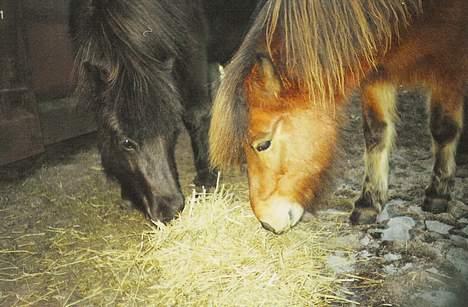 Islænder Katla - Katla og Vepja æder hø.. MMM.. billede 10