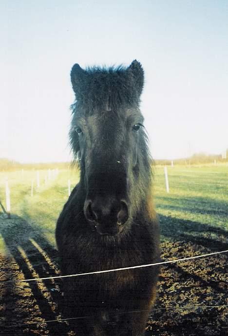 Islænder Katla - Hey .. Har du en gulerod til mig<3 billede 11