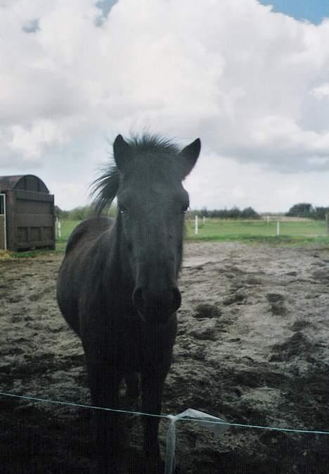 Islænder Katla - Kalta foran togvognen.. billede 12