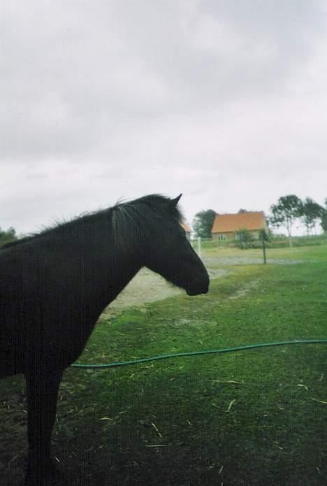 Islænder Katla - Hov.. Var det ikke en kat der løb der.. billede 13