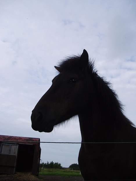 Islænder Katla - Billede fra frøperspektiv.. heh.. billede 14