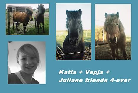 Islænder Katla - Friends 4-ever.. billede 15