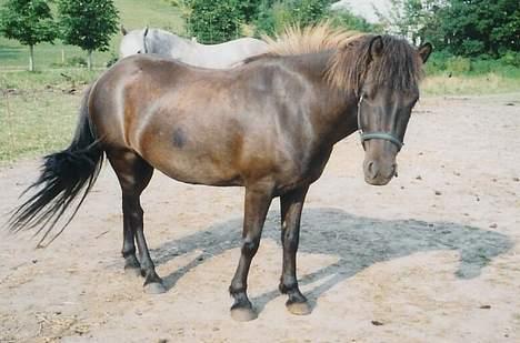 Islænder Hrafntinna fra Hejelte - Her er hun 6 år gammel billede 11