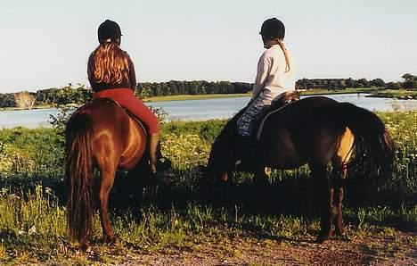 Islænder Hrafntinna fra Hejelte - Solnedgang ved søen, sommeren 2002 billede 13
