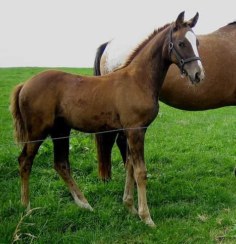 Knabstrupper Havens Alchemilla - død. - 2½ måned gammel.  billede 14