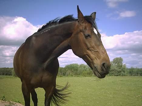 Traver Pixie Harvester R.I.P billede 4