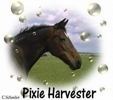 Traver Pixie Harvester R.I.P billede 5