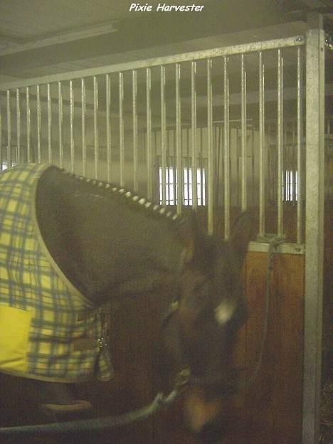 Traver Pixie Harvester R.I.P billede 6