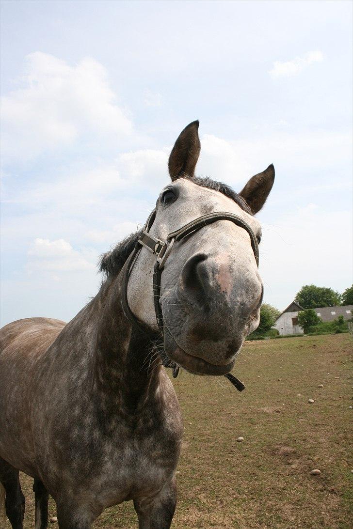 Dansk Varmblod Casia - sommer 2010 billede 9