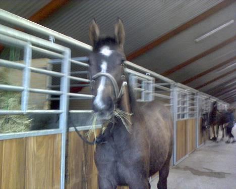 Dansk Varmblod Casia - krops billede, er hun ik sødde? billede 11