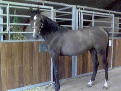 Dansk Varmblod Casia - igen igen igen:) billede 12