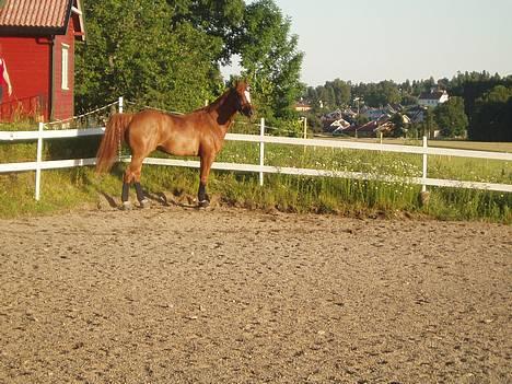 Svensk Varmblod bambino - sommer 2006 billede 3