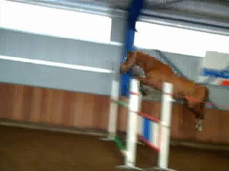 Svensk Varmblod bambino - beklager bildekvalitet, det er tatt fra en film.. bildet er fra løshopping. 140 cm billede 4