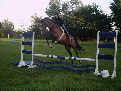 Dansk Varmblod Calypso Alsidig - hun er bare for dijlig... :D billede 4