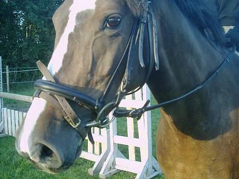 Dansk Varmblod Calypso Alsidig - "nær billede" c",) billede 5