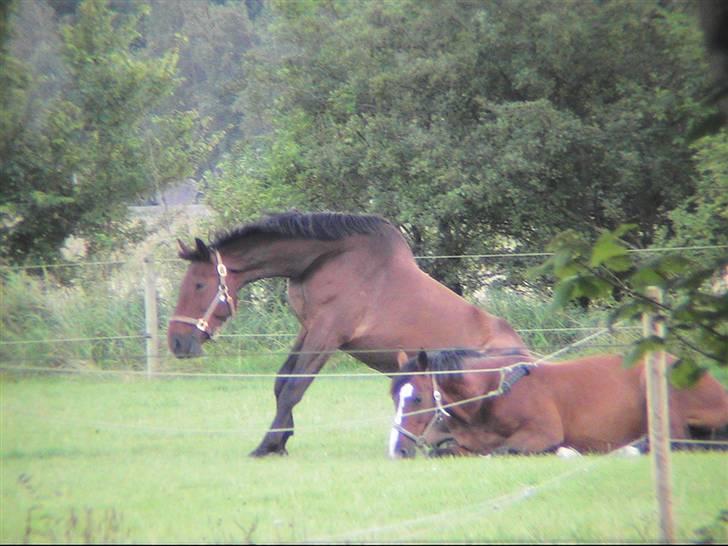 Dansk Varmblod Calypso Alsidig billede 6